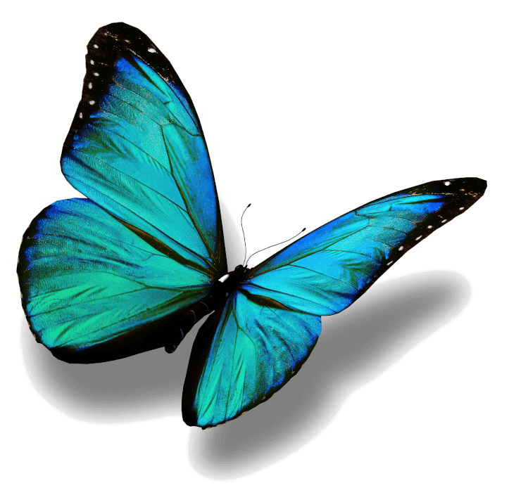 papillon